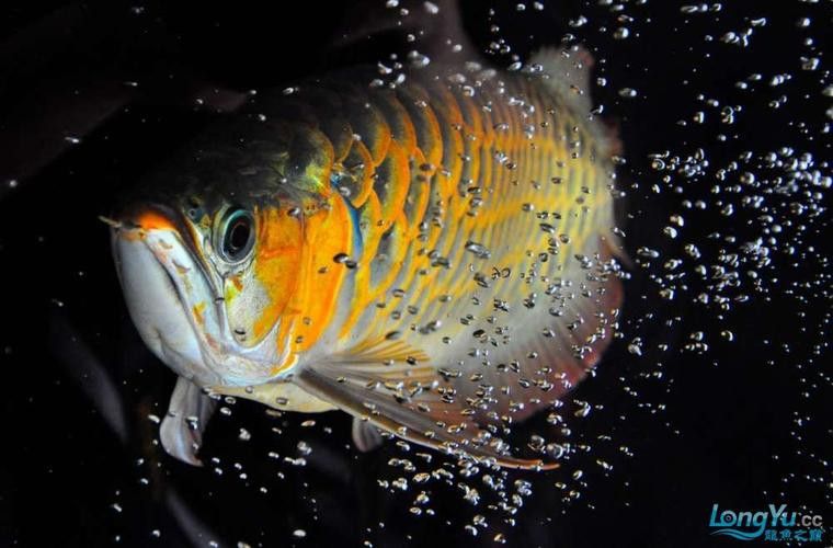 有哪些著名的紅龍魚攝影作品