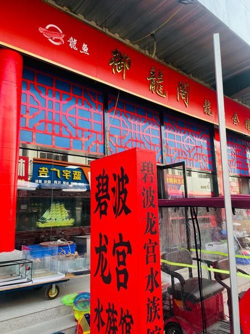 唐山龍魚去哪買