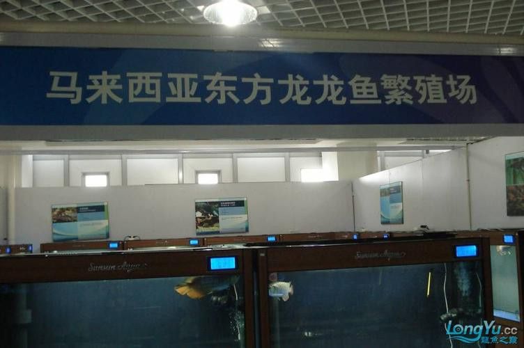 唐山龍魚去哪買