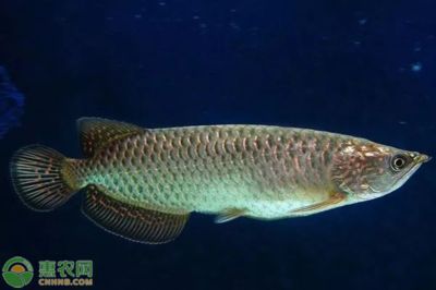 青龍魚圖片及價(jià)格（青龍魚多少錢一條）