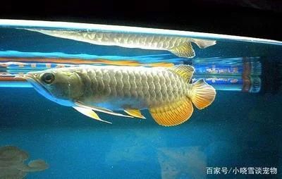 飛鳳龍魚混養（飛鳳魚可以與龍魚混養但需要考慮一些重要因素）