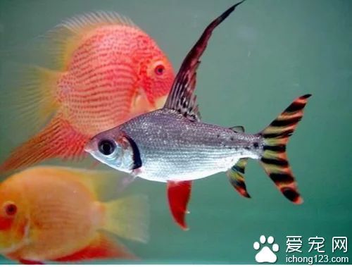 飛鳳龍魚混養（飛鳳魚可以與龍魚混養但需要考慮一些重要因素）