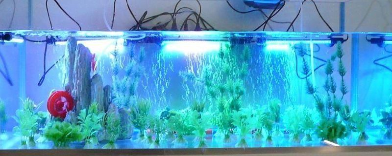 魚缸水發白渾濁原因和解決方案（如何建立完善的硝化系統？魚缸水質檢測的方法有哪些？）