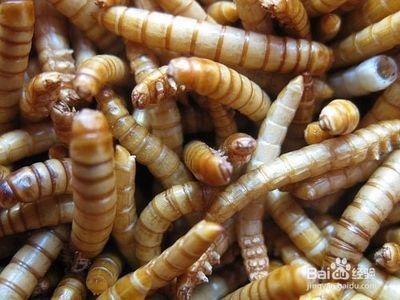 龍魚能吃面包蟲干嗎：面包蟲干可以作為龍魚的食物嗎
