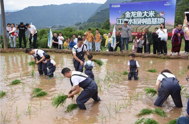 重慶金龍魚，重慶金龍魚在重慶地區(qū)的重要業(yè)務(wù)組成部分業(yè)務(wù)組成部分