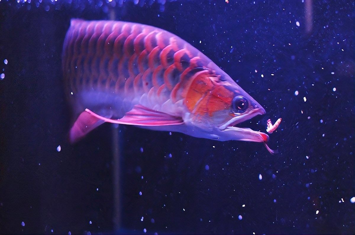 龍魚飼料魚混養怎么樣啊