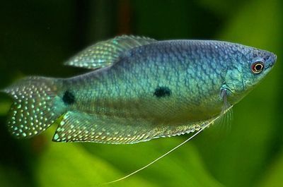 星點(diǎn)龍魚的繁殖習(xí)性：關(guān)于星點(diǎn)龍魚繁殖習(xí)性的詳細(xì)信息