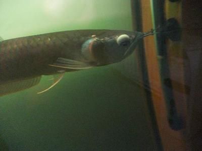 形容金龍魚的眼睛（易受水質(zhì)影響而病變與整體外觀相協(xié)調(diào)與外觀相協(xié)調(diào)）