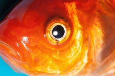 形容金龍魚的眼睛（易受水質(zhì)影響而病變與整體外觀相協(xié)調(diào)與外觀相協(xié)調(diào)）
