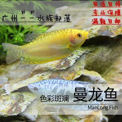萬龍魚和曼龍魚（萬龍魚和曼龍魚是同一種魚嗎？）