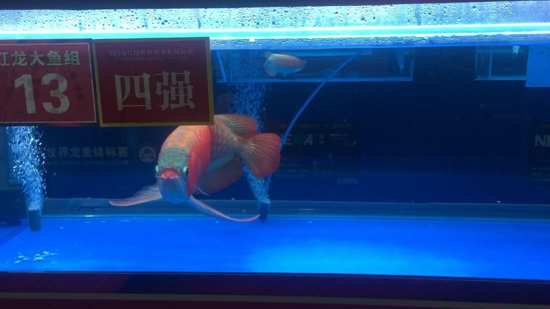 萬龍魚和曼龍魚（萬龍魚和曼龍魚是同一種魚嗎？）