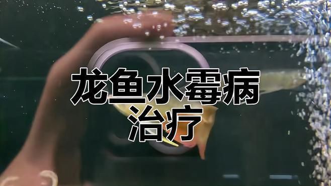 如何判斷龍魚是否感染霉菌？