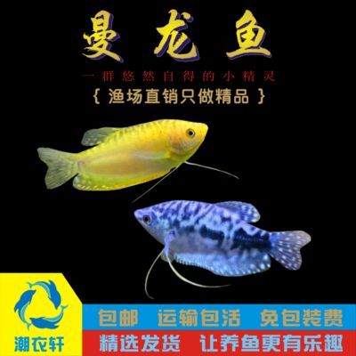 龍魚的配魚：關于龍魚配魚的詳細信息