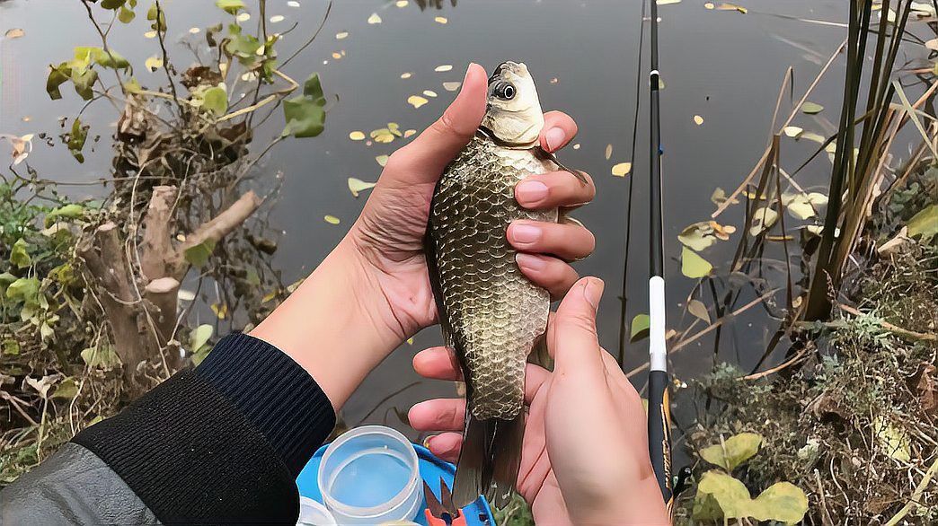 金龍魚餌料配方大全