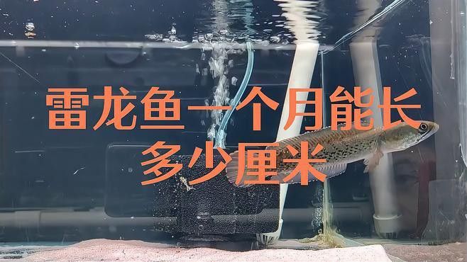 七彩雷龍魚(yú)生長(zhǎng)速度怎么樣