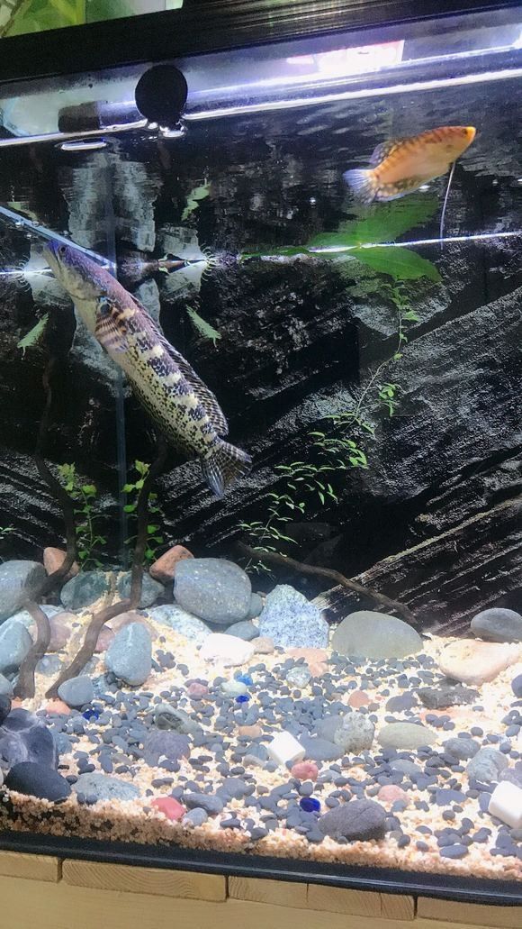 雷龍魚水溫10度能活嗎為什么