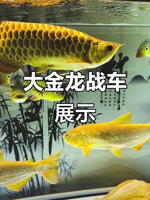 戰車金龍魚