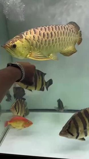 戰車金龍魚