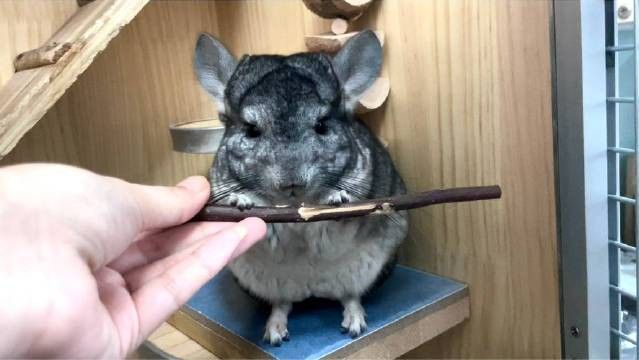 如何選擇龍貓和貓作為寵物？