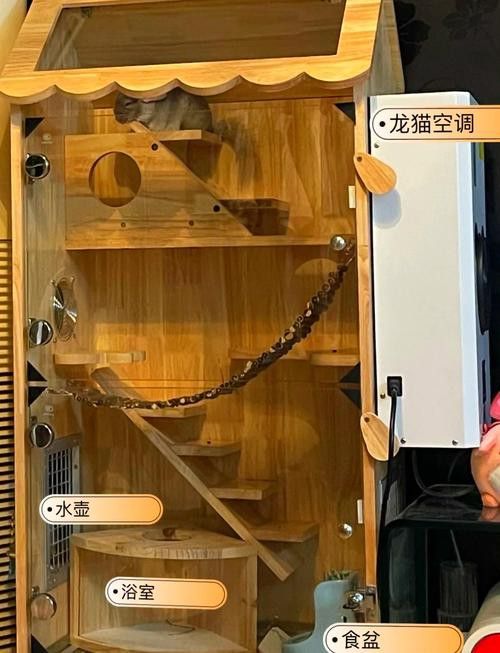 如何選擇龍貓和貓作為寵物？