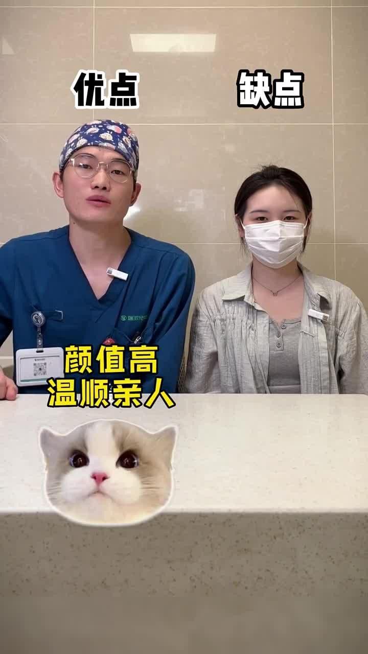 如何選擇龍貓和貓作為寵物？