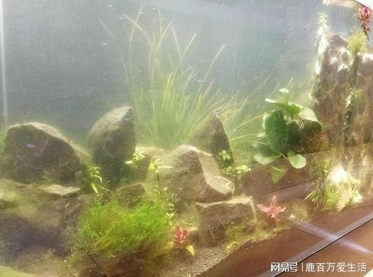 紅龍魚的種類及圖片欣賞（紅龍魚的種類及圖片欣賞大全）