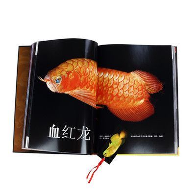 龍魚幾天能適應新環境：龍魚在新環境中的適應能力因個體差異而異