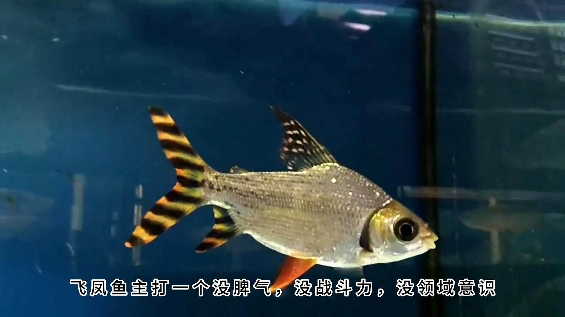 龍魚和飛鳳魚混養有哪些好處？