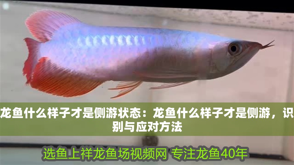 龍魚什么樣子才是側游狀態：龍魚什么樣子才是側游，識別與應對方法