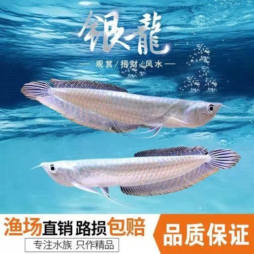 銀龍魚批發價格及圖片及價格