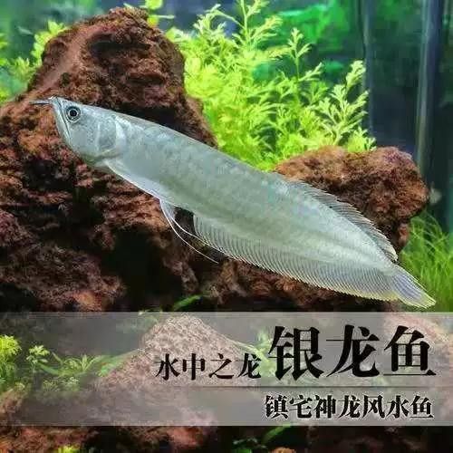 銀龍魚批發價格及圖片及價格