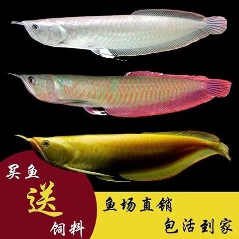 銀龍魚批發價格及圖片及價格