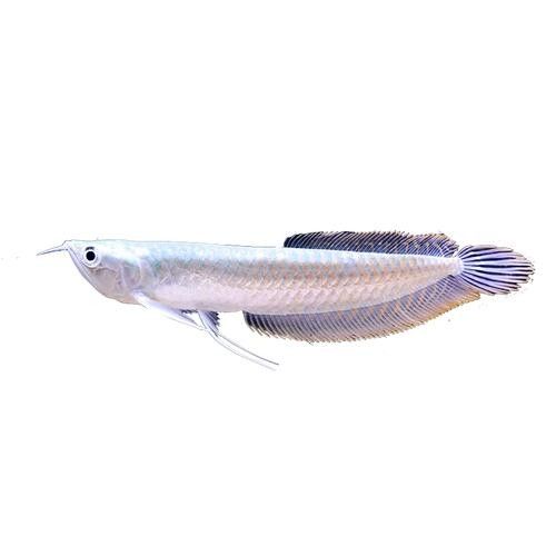 銀龍魚批發價格及圖片及價格