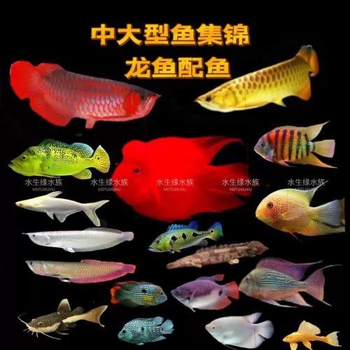 銀龍魚批發價格及圖片及價格