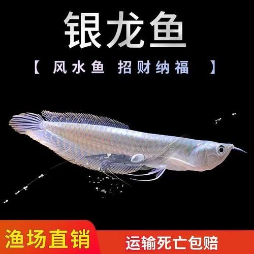 銀龍魚批發價格及圖片及價格