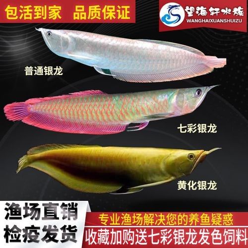銀龍魚批發價格及圖片及價格