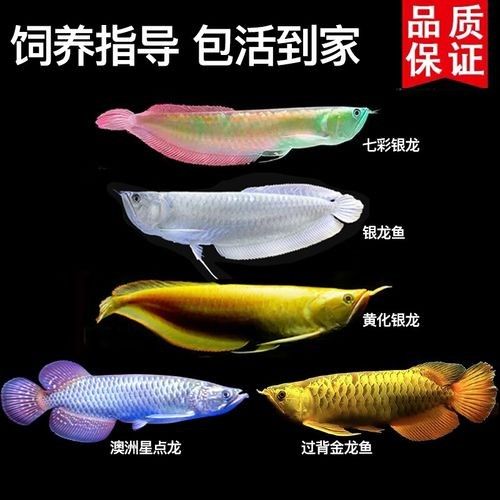 銀龍魚批發價格及圖片及價格