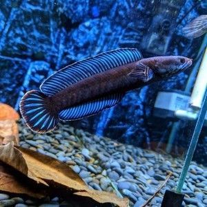 奶茶雷龍魚多大能分公母：奶茶雷龍魚在達到8厘米左右的大小時可以進行性別鑒別