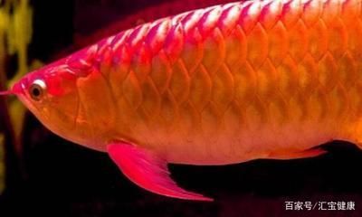 龍魚最高價格：最貴的龍魚品種價格從數百元到數百萬元人民幣不等