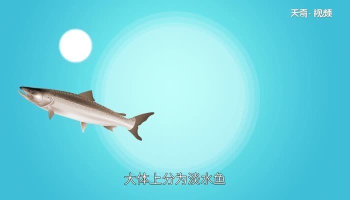 龍魚吃法大全：龍魚不僅是一種觀賞魚，也是一種美味的食材