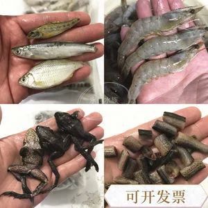 龍魚多大可以吃林蛙