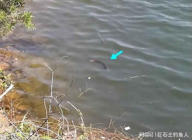 金龍魚放生到河里能活嗎視頻：金魚放生到河里能活嗎？