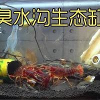 如何模擬古龍魚(yú)的自然棲息環(huán)境？