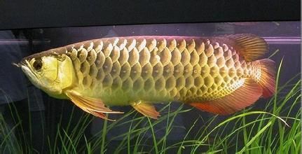 高背金龍魚吃什么最好（淺談高背金龍魚的飼養方法）