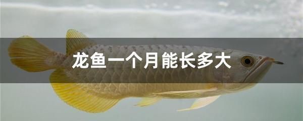 龍魚老頭魚的辨別方法（龍魚老頭魚的飼養技巧）