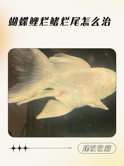 提供幾張魚爛鰭爛尾的圖片
