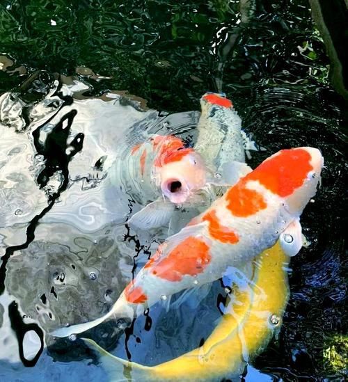 提供幾張魚爛鰭爛尾的圖片