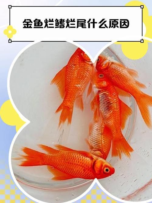 提供幾張魚爛鰭爛尾的圖片