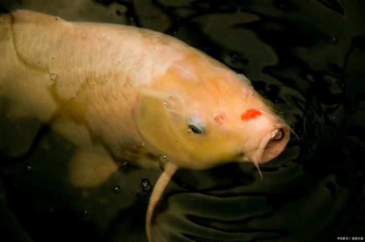 提供幾張魚爛鰭爛尾的圖片