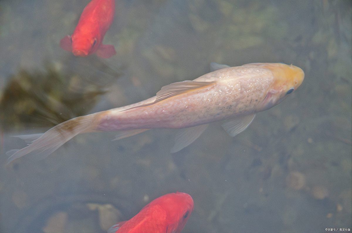 提供幾張魚爛鰭爛尾的圖片